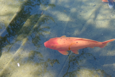 Photo de Le Jardin botanique