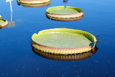 Photo de Le Jardin botanique