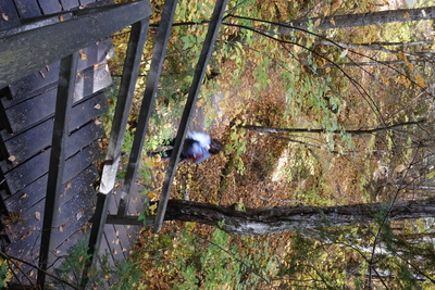 Photo de Dans le parc de la Mauricie, côté Ouest