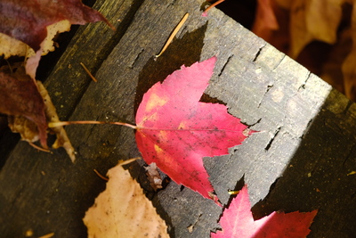 Photo de Dans le parc de la Mauricie, côté Ouest