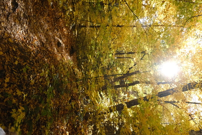 Photo de Dans le parc de la Mauricie, côté Ouest