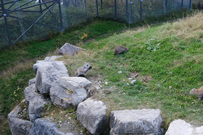 Photo de Le reste du zoo