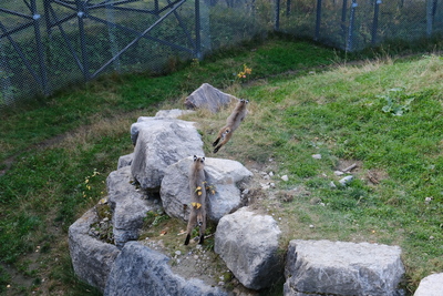 Photo de Le reste du zoo