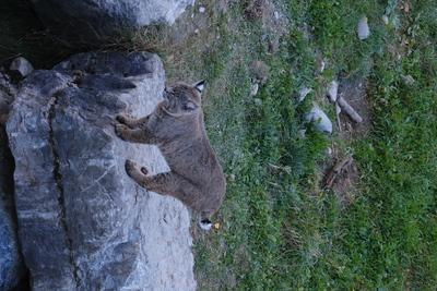 Photo de Le reste du zoo