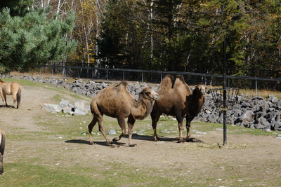 Photo de Le reste du zoo