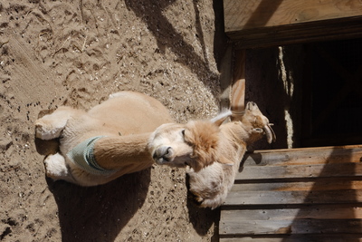 Photo de Le reste du zoo
