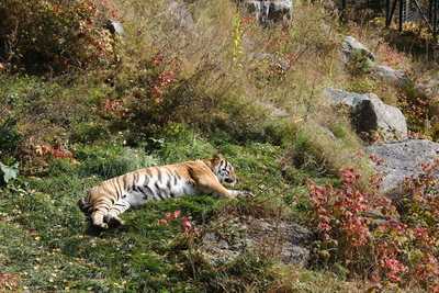 Photo de Le reste du zoo