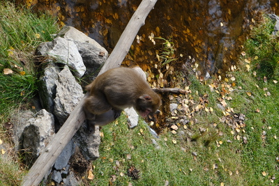 Photo de Le reste du zoo