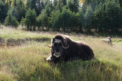 Photo de Le train boréal !