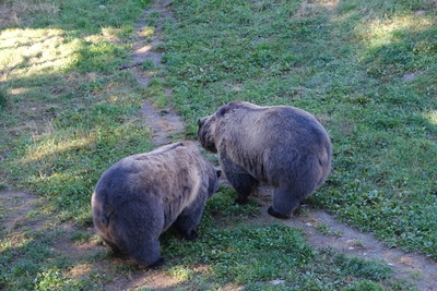 Photo de Le reste du zoo
