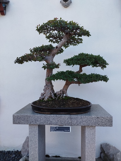 Photo de Le Jardin botanique